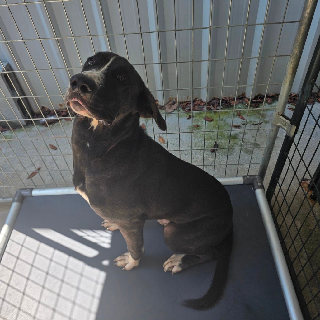 Photo of Dash, adoptable Hound / Mixed Breed (Large)