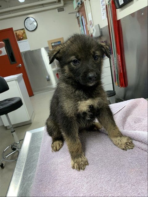Photo of Isabella, adoptable Husky in Fairbanks, Alaska