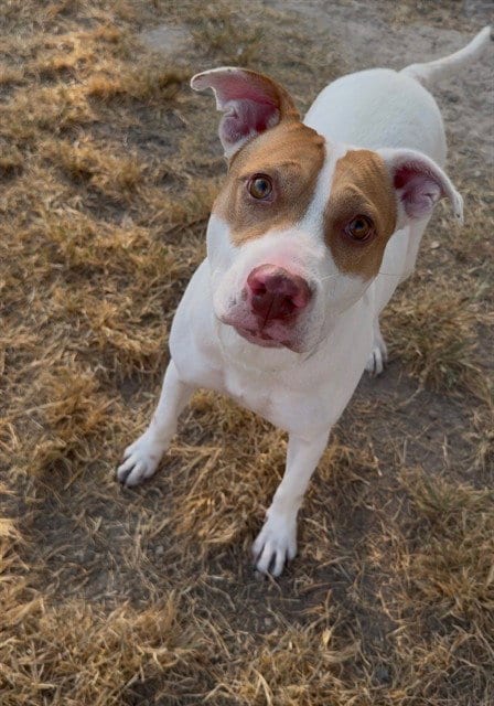 Photo of Mellie, adoptable American Pit Bull Terrier in Conroe, Texas