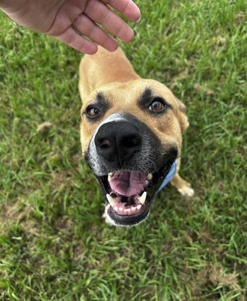 Photo of Bear, adoptable Black Mouth Cur in Rosenberg, Texas