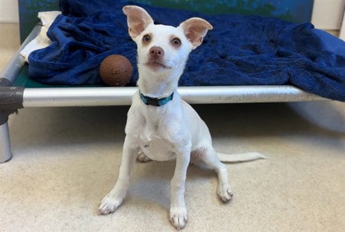 Photo of Basil, adoptable Chihuahua in McKinleyville, California