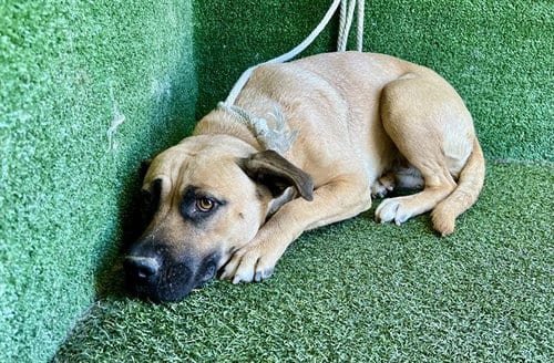 Photo of Vanessa, adoptable Pit Bull Terrier in Lancaster, California