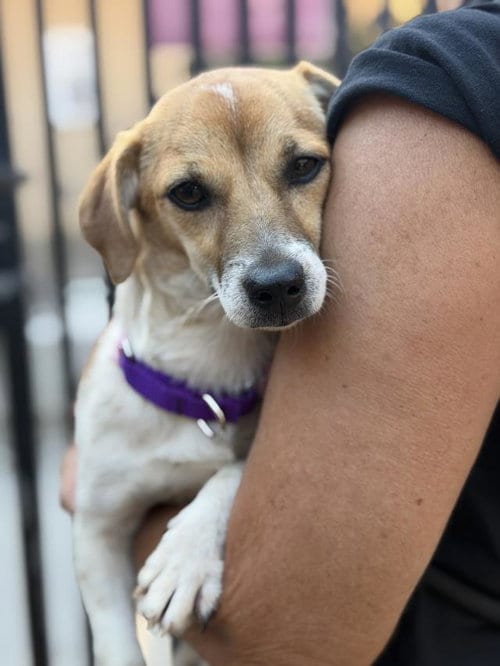 Photo of Queenie, adoptable Chihuahua in Santa Maria, California