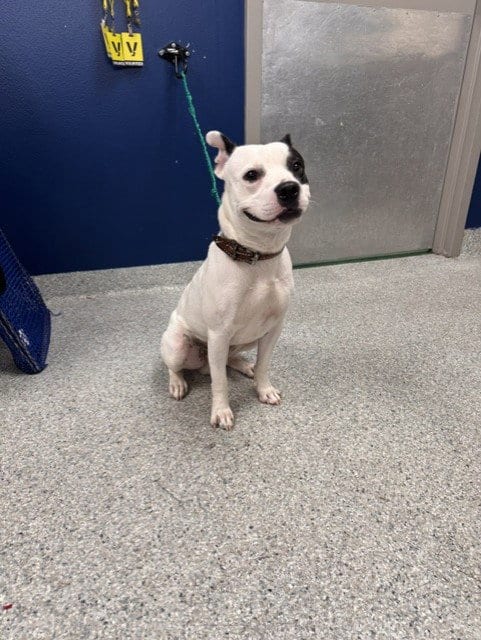 Photo of Nico, adoptable American Staffordshire Terrier in Pasadena, Texas