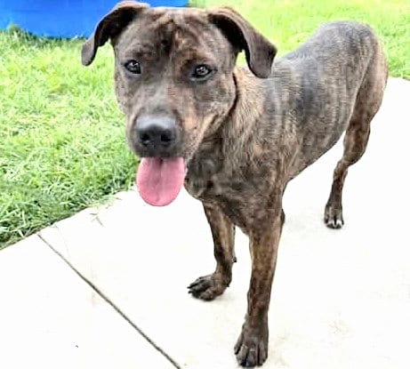 Photo of Cupcake, adoptable Pit Bull Terrier in Houston, Texas