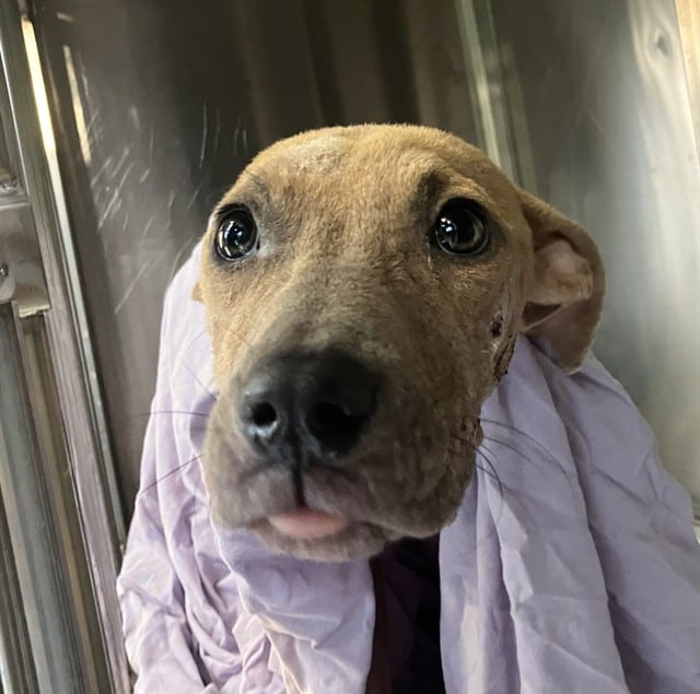 Photo of Diggy, adoptable Mixed Breed