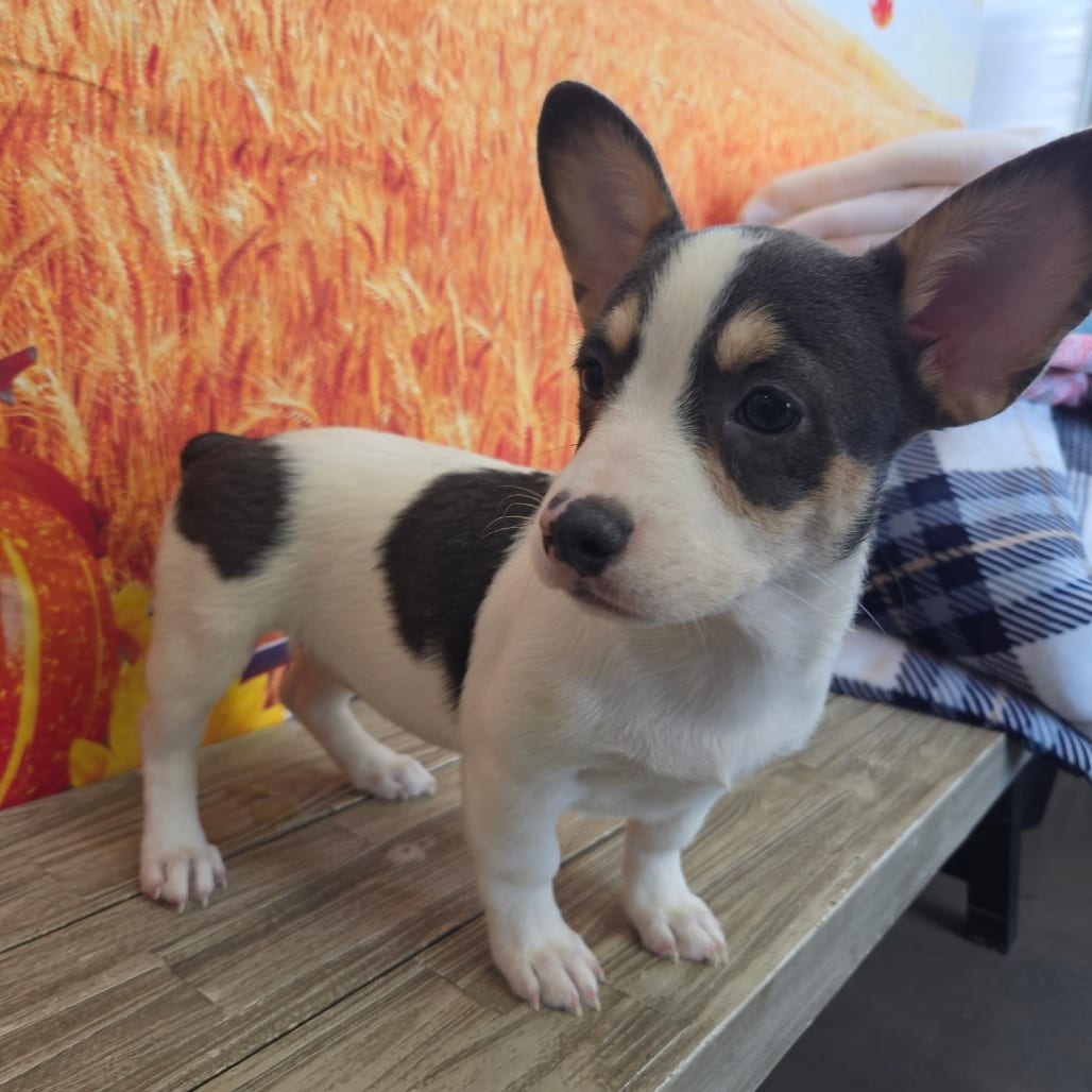 Photo of Boop, adoptable Corgi, Pembroke Welsh / Bulldog, French in Normal, Illinois