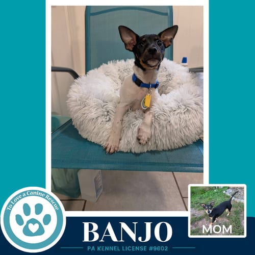 Photo of Banjo (Scooters Skittles) 100326, adoptable Chihuahua in Kimberton, Pennsylvania
