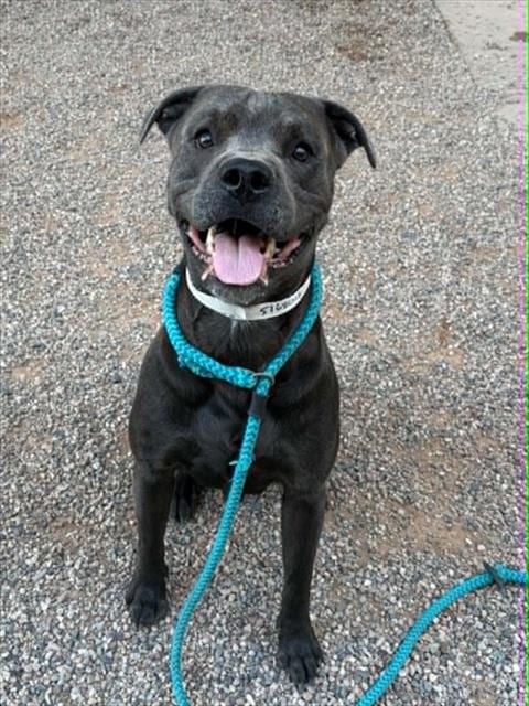 Photo of Shale, adoptable American Pit Bull Terrier in Phoenix, Arizona
