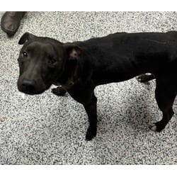 Photo of Spike, adoptable Mixed Breed (Medium) in Georgetown, Delaware