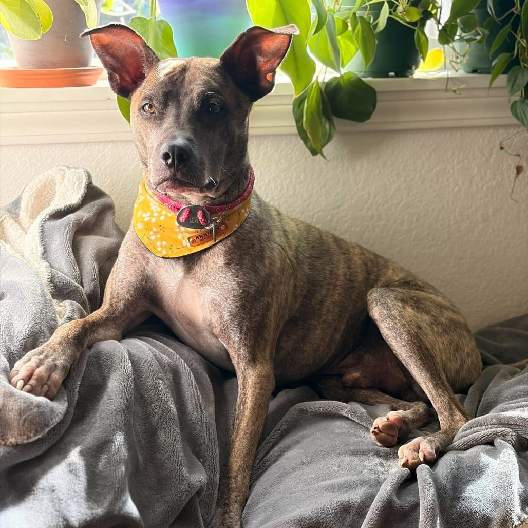Photo of Manny, adoptable Mixed Breed (Medium) in Bend, Oregon
