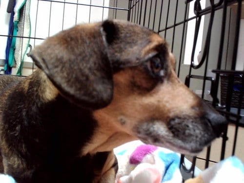 Photo of Remora, adoptable Dachshund in Martinez, California