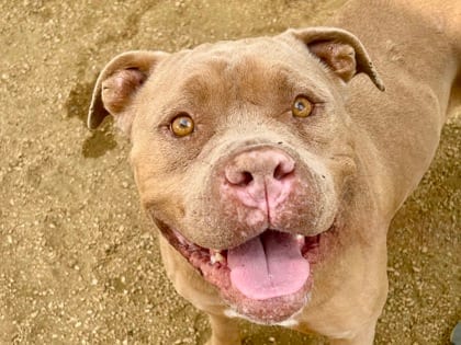 Photo of Bold Helvetica, adoptable dog in Georgetown, Texas