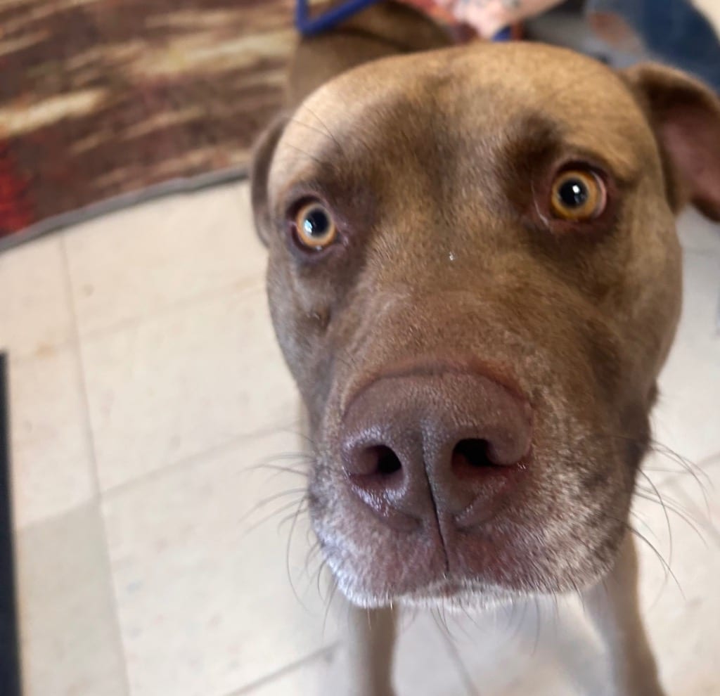 Photo of Marland, adoptable Labrador Retriever in New Cumberland, West Virginia