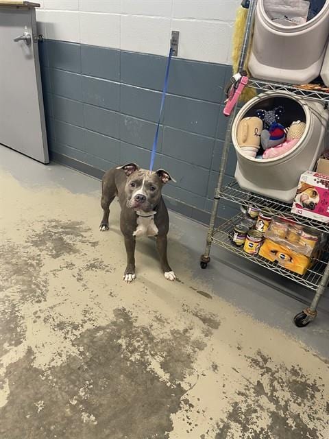 Photo of Harper, adoptable American Pit Bull Terrier in Tallahassee, Florida