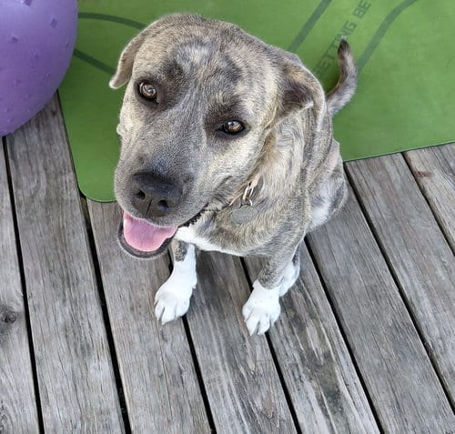 Photo of Sharon, adoptable Plott Hound in McKinney, Texas