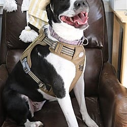 Photo of Julie, adoptable Hound (Unknown Type) American Staffordshire Terrier in Parker Ford, Pennsylvania