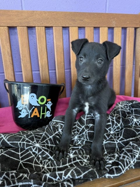 Photo of Alvin, adoptable Border Collie in Genesee, Wisconsin