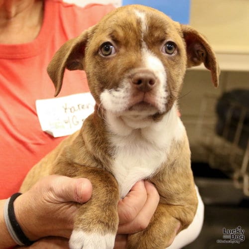 Photo of Gray, adoptable Retriever in Washington, District of Columbia