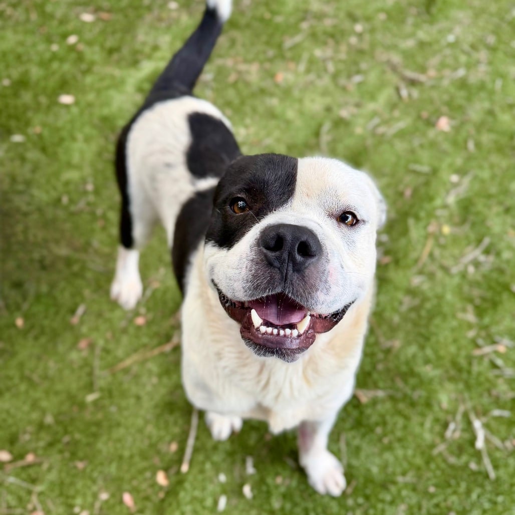 Photo of Bernie, adoptable Mixed Breed (Medium) in Milton, Florida
