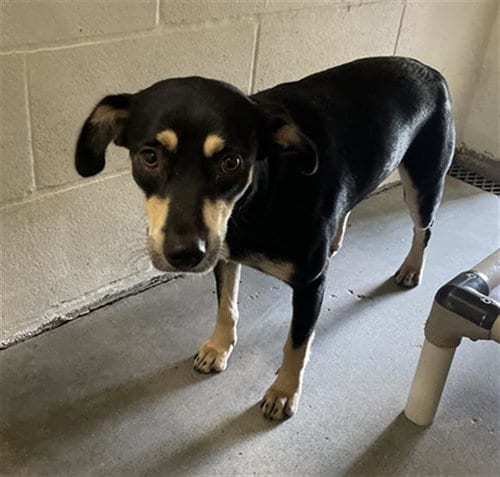 Photo of Naya, adoptable Labrador Retriever in Rosenberg, Texas