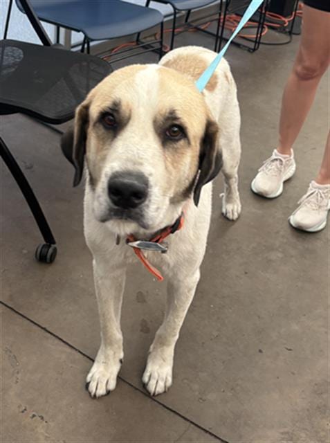 Photo of Bobby, adoptable Mixed Breed