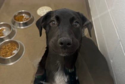 Photo of Dee Jay, adoptable Australian Shepherd/Mix
