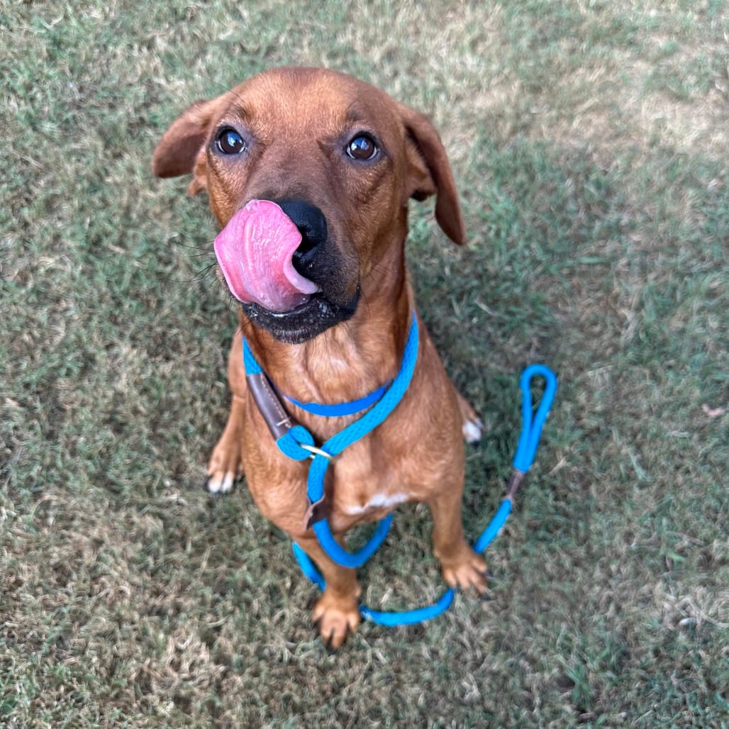 Photo of Houston, adoptable Mixed Breed (Large) in Chattanooga, Tennessee