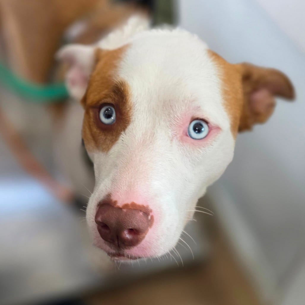 Photo of Nola, adoptable Husky / Mix in Chapel Hill, North Carolina