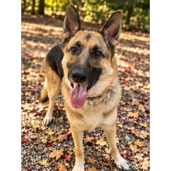 Photo of Bear, adoptable German Shepherd Dog in Wantagh, New York