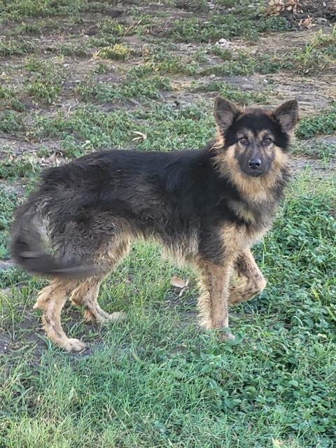 Photo of Lesley, adoptable German Shepherd Dog in San Antonio, Texas