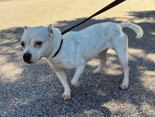 Photo of Boo, adoptable American Bulldog in Raleigh, North Carolina