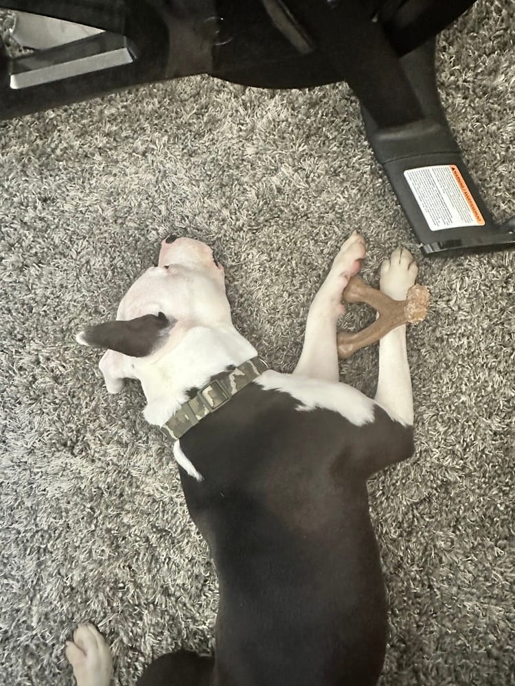 Photo of Brixton, adoptable Pit Bull Terrier in Dana Point, California