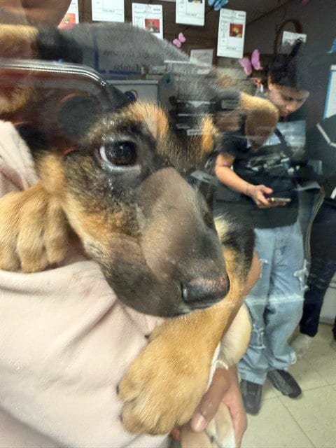 Photo of Azula, adoptable German Shepherd Dog in Stockton, California