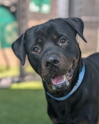 Photo of Clyde, adoptable Rottweiler in Hillsboro, New Hampshire
