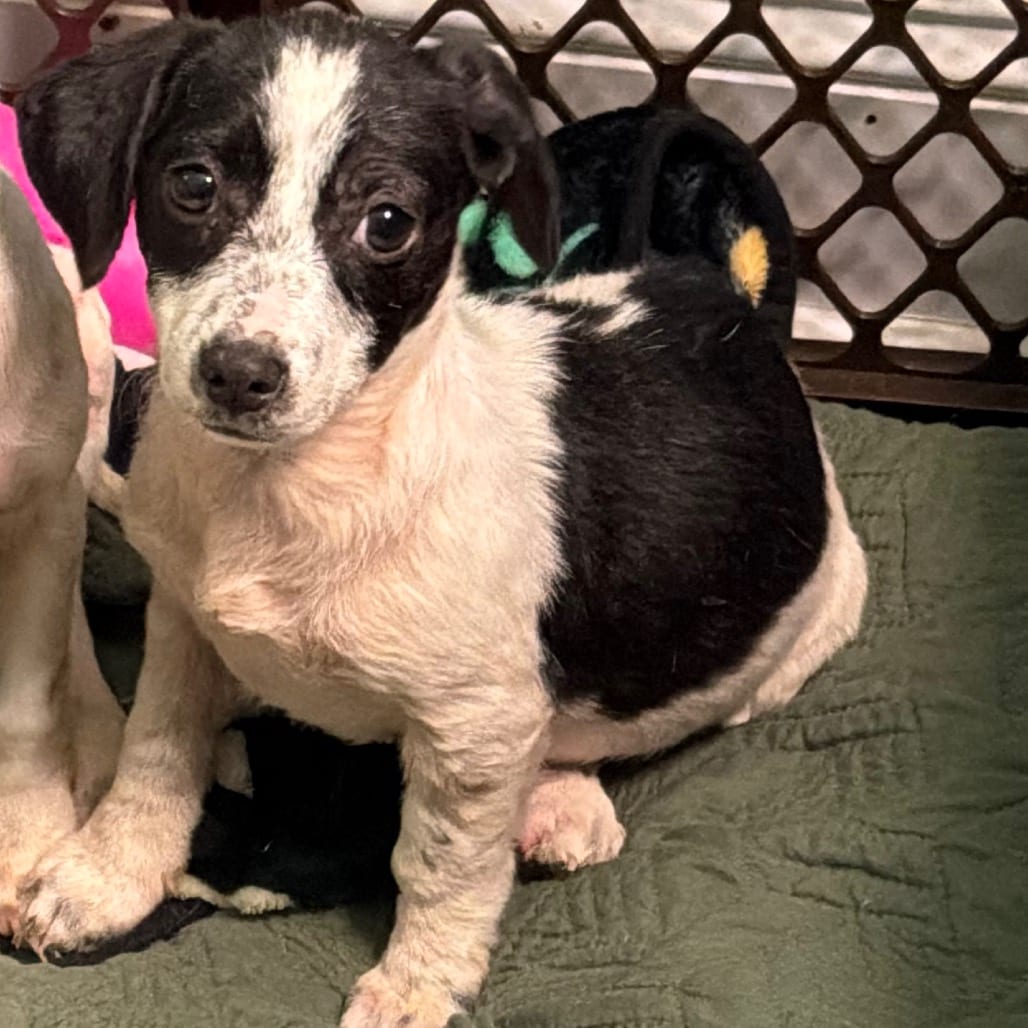 Photo of Tootie, adoptable Terrier, Jack Russell in Hinesville, Georgia