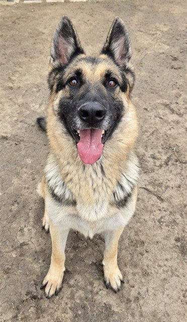 Photo of Migo, adoptable German Shepherd Dog in Riverside, California