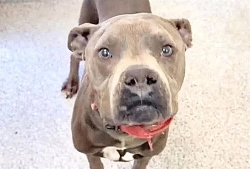 Photo of Kairo, adoptable Pit Bull Terrier in Houston, Texas
