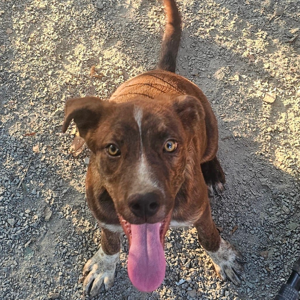 Photo of Bovidae, adoptable Cattle Dog, Australian (Red Heeler) in Mount Vernon, Arkansas