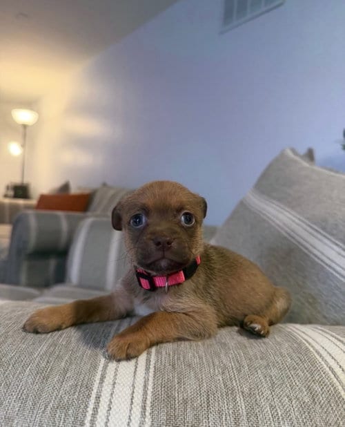 Photo of Toffee, adoptable Terrier in Berlin, New Jersey