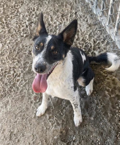 Photo of Sadie, adoptable Australian Cattle Dog/Blue Heeler in Riverside, California