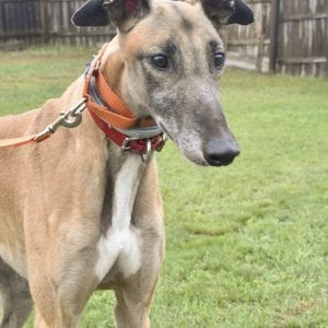 Photo of Cet Teddy, adoptable Greyhound in Grandville, Michigan