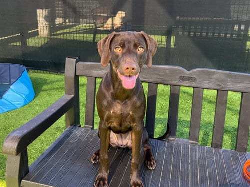 Photo of Macaroni, adoptable Doberman Pinscher in Orange, California