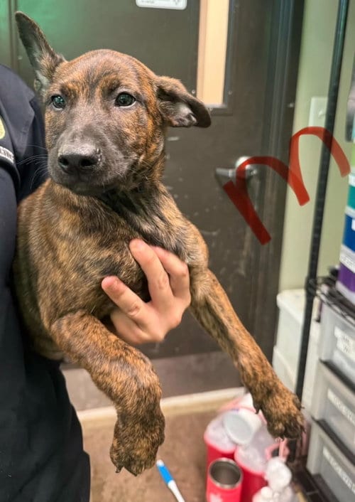 Photo of Spartan (NY-Emily), adoptable Belgian Shepherd Malinois in SHERBURNE, New York