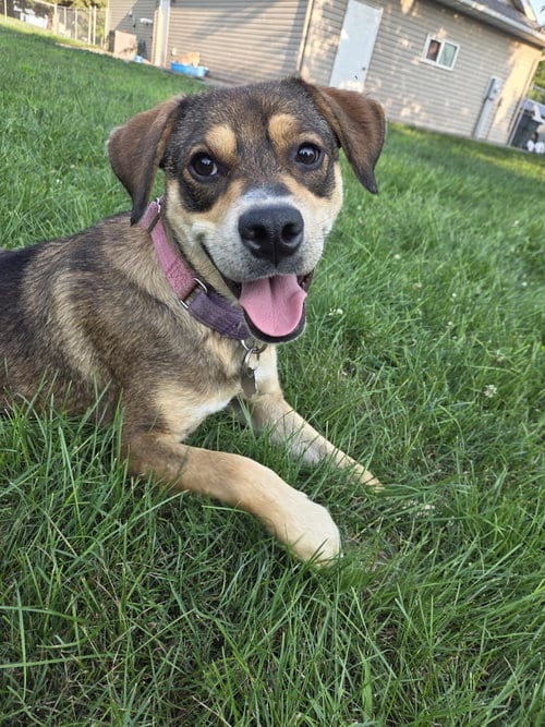 Photo of Cocoa, adoptable Shepherd in Crystal, Minnesota