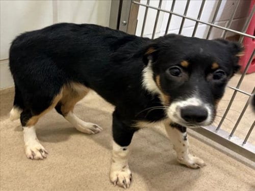 Photo of Red, adoptable Border Collie in Derwood, Maryland