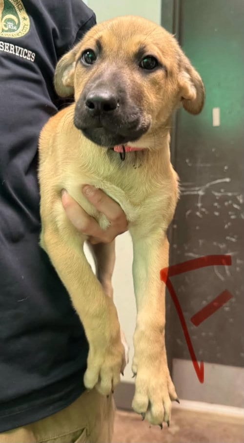 Photo of Sadie (NY-Emily), adoptable Belgian Shepherd Malinois in SHERBURNE, New York