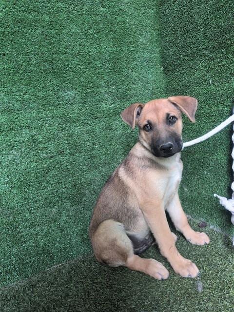 Photo of Orville, adoptable German Shepherd Dog in Lancaster, California