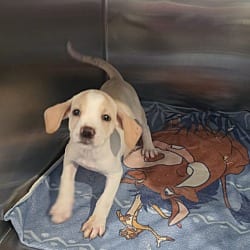 Photo of Goldie, adoptable Hound (Unknown Type) in Cleveland, Tennessee