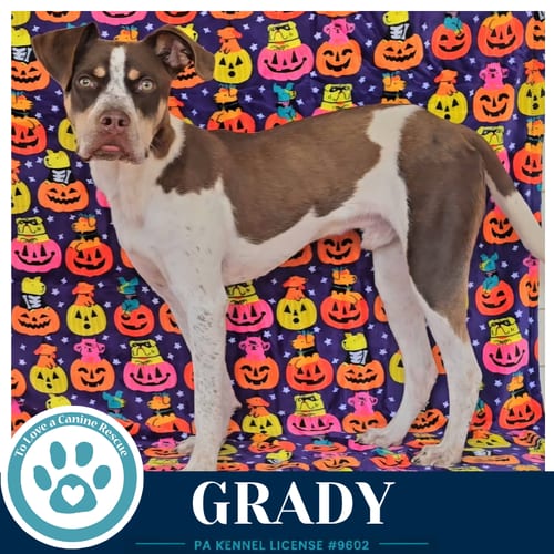Photo of Grady 101726, adoptable Australian Cattle Dog/Blue Heeler in Kimberton, Pennsylvania